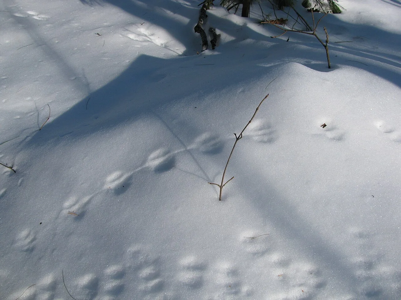 Mouse tracking