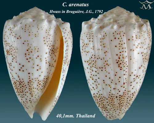 Conus arenatus