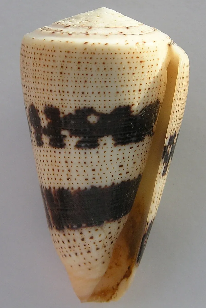 Conus augur