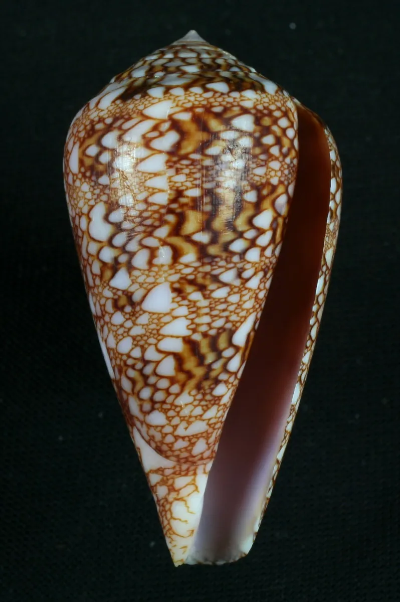 Conus dalli