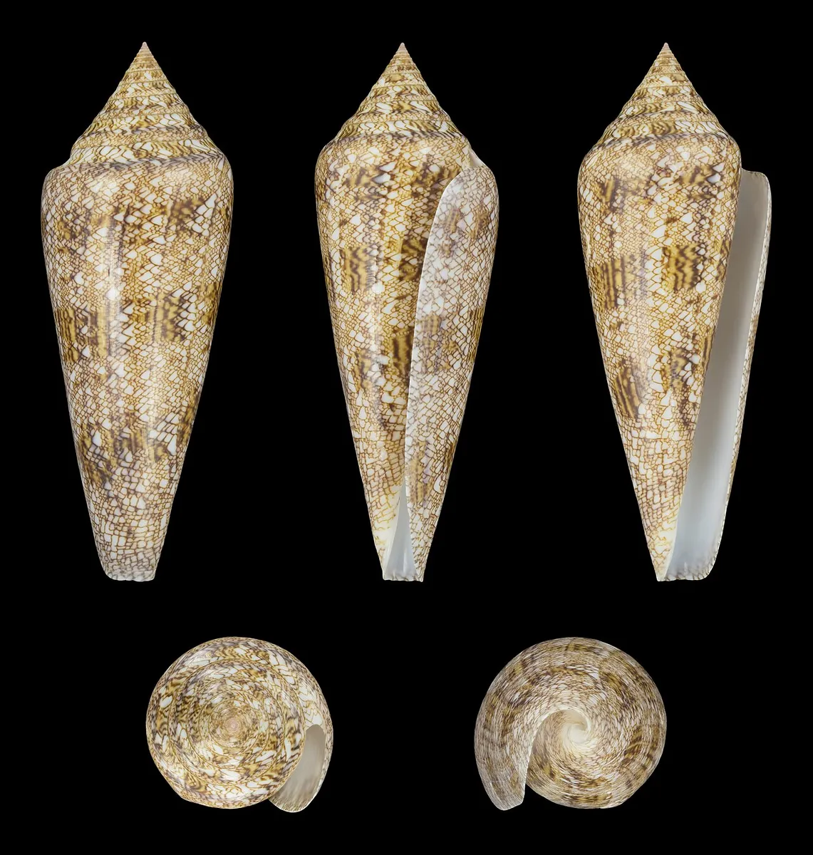 Conus gloriamaris