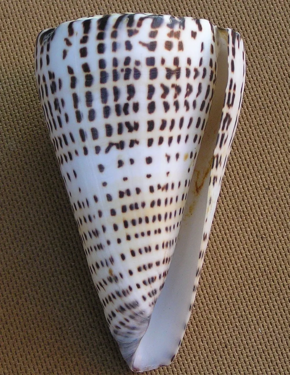 Conus leopardus