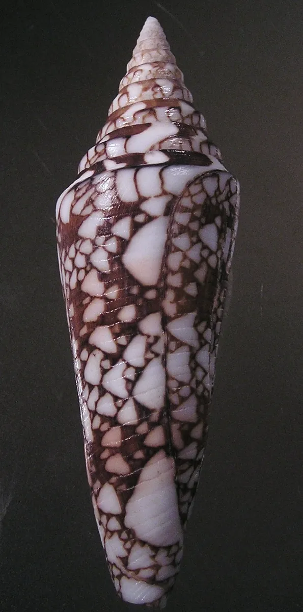 Conus (Leptoconus)