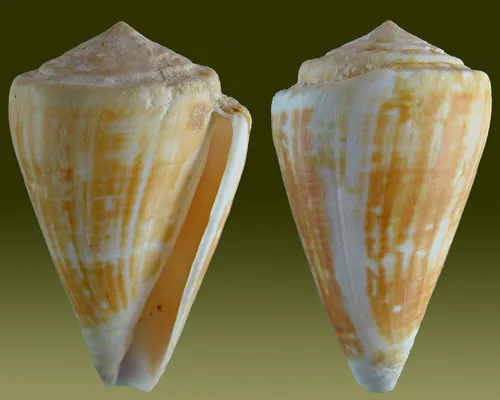 Conus lischkeanus