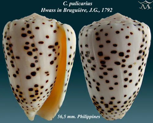 Conus pulicarius