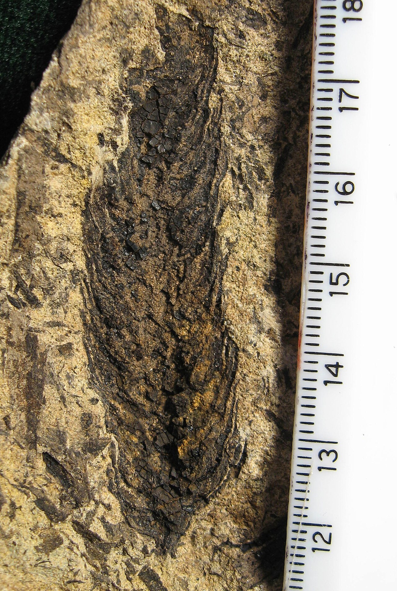 Pinaceae