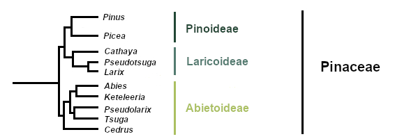 Pinaceae
