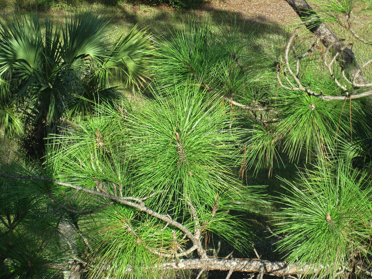 Pinus elliottii