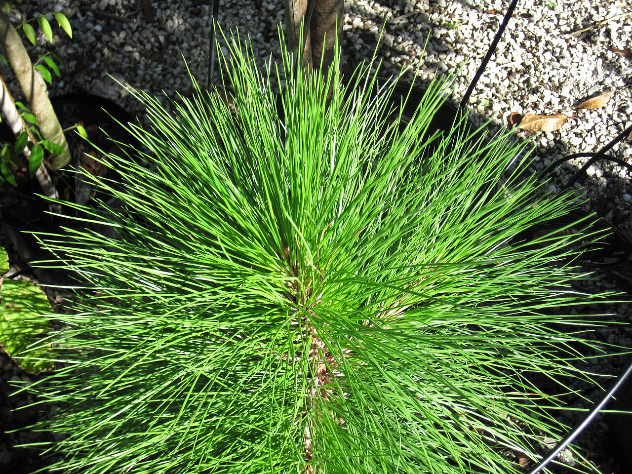 Pinus elliottii