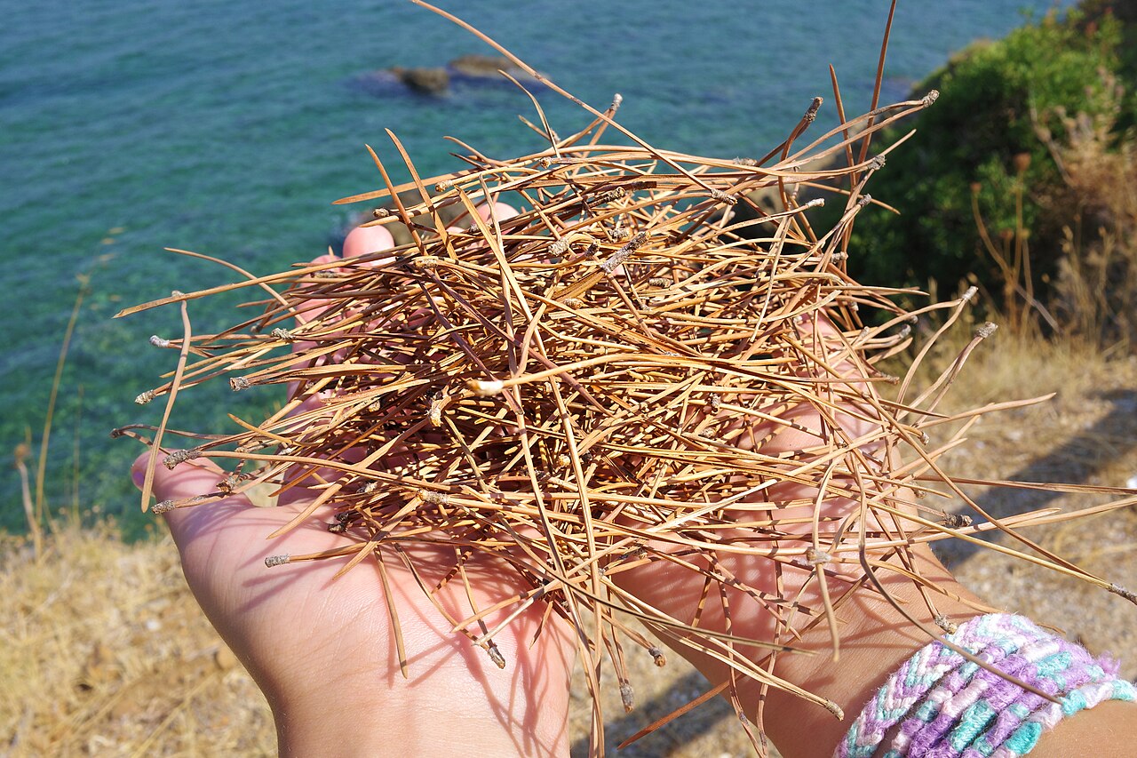 Pinus halepensis