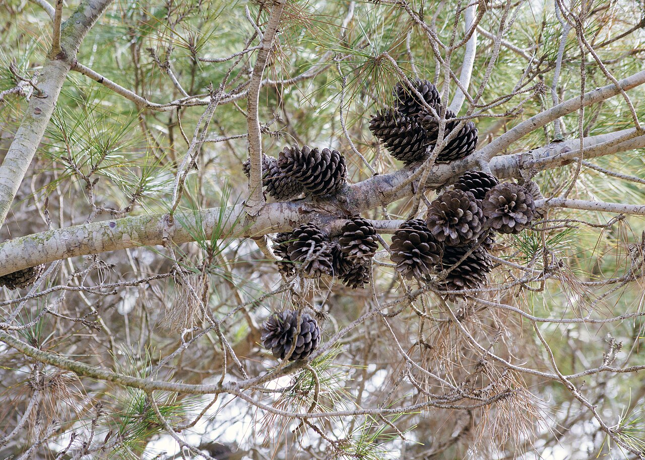 Pinus halepensis