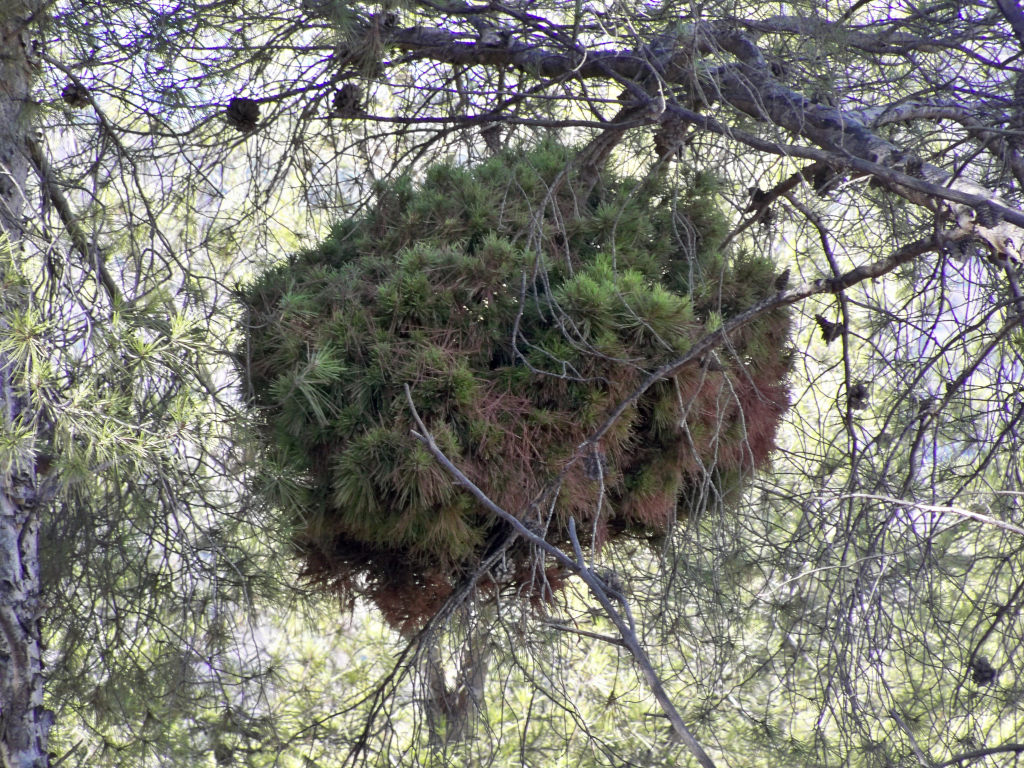 Pinus halepensis