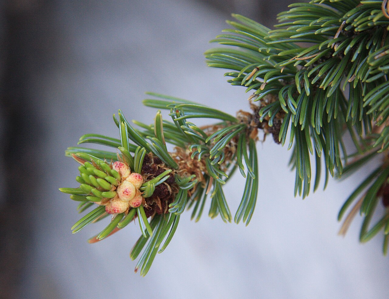 Pinus longaeva