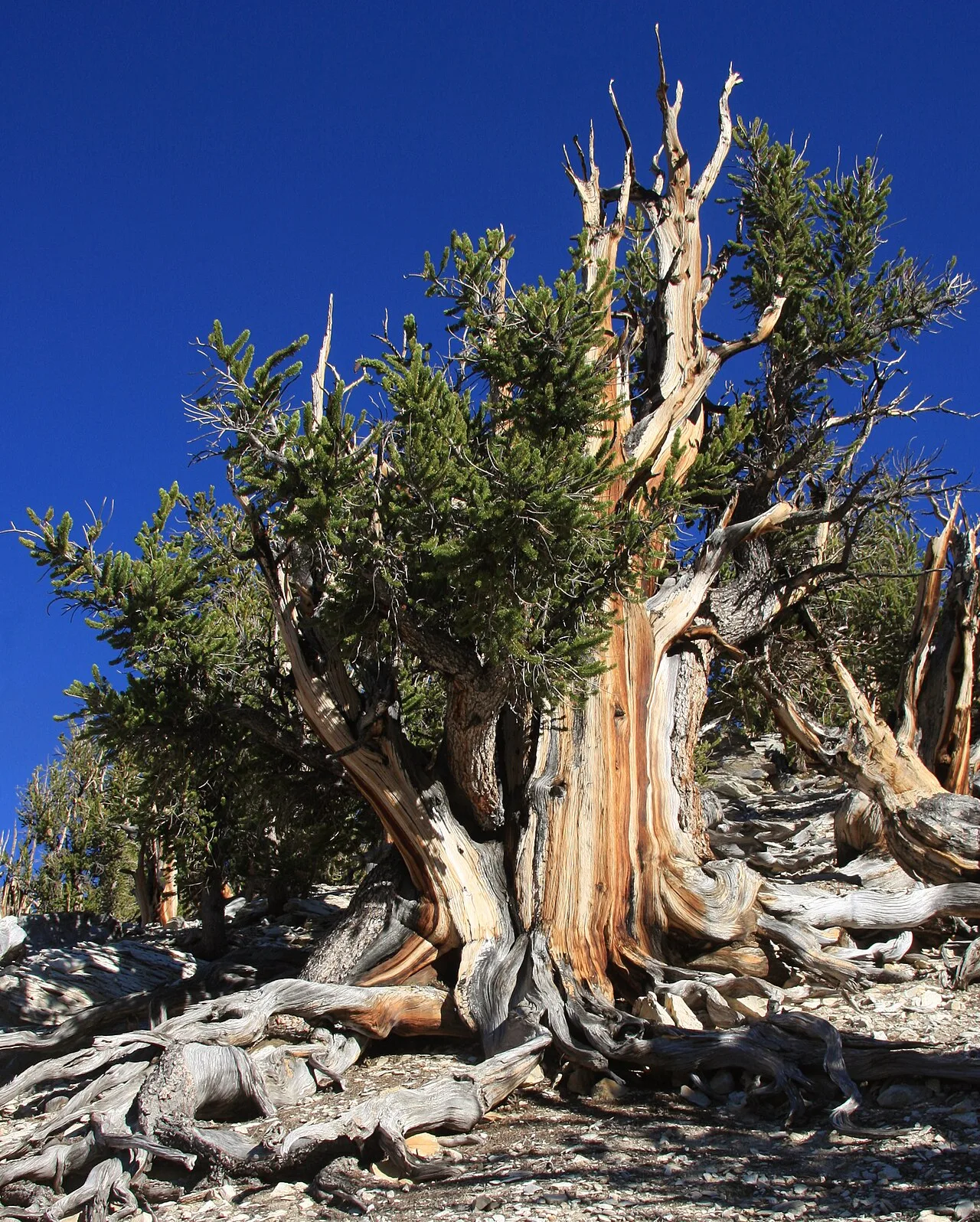 Pinus longaeva