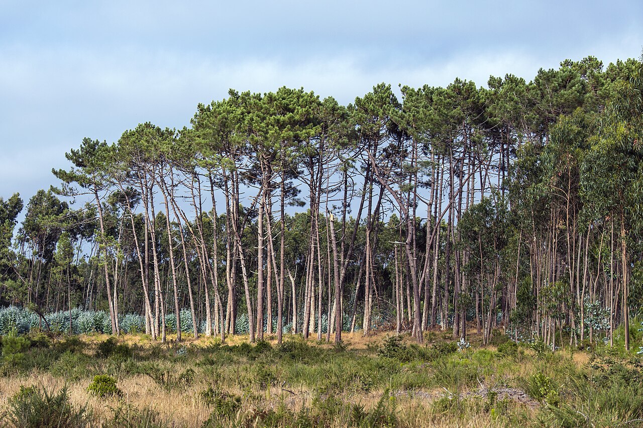 Pinus pinaster