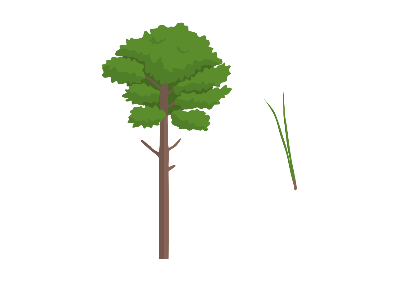 Pinus pinaster
