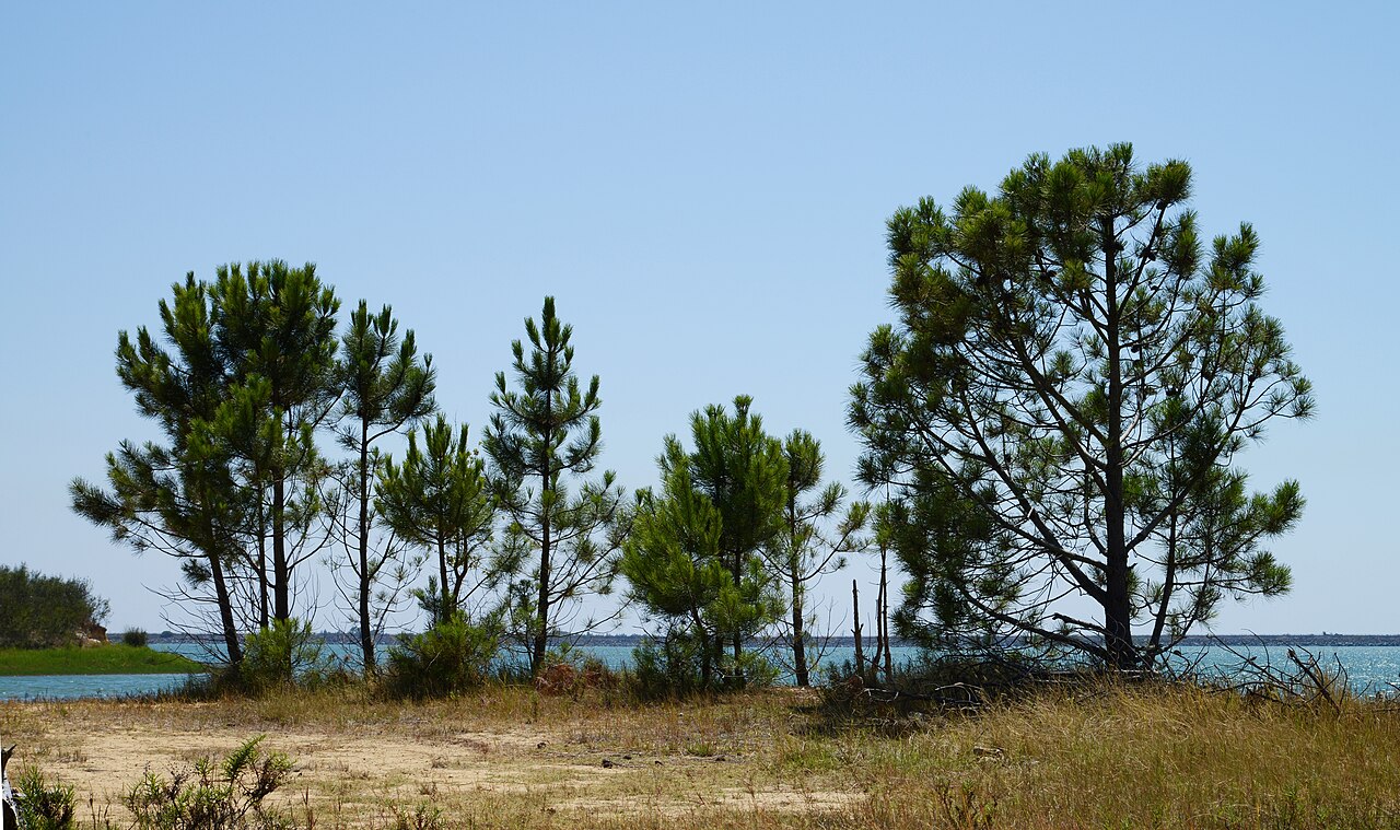 Pinus pinaster