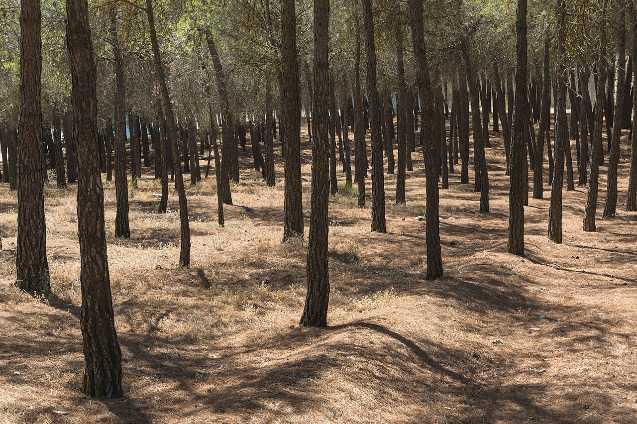 Pinus pinaster