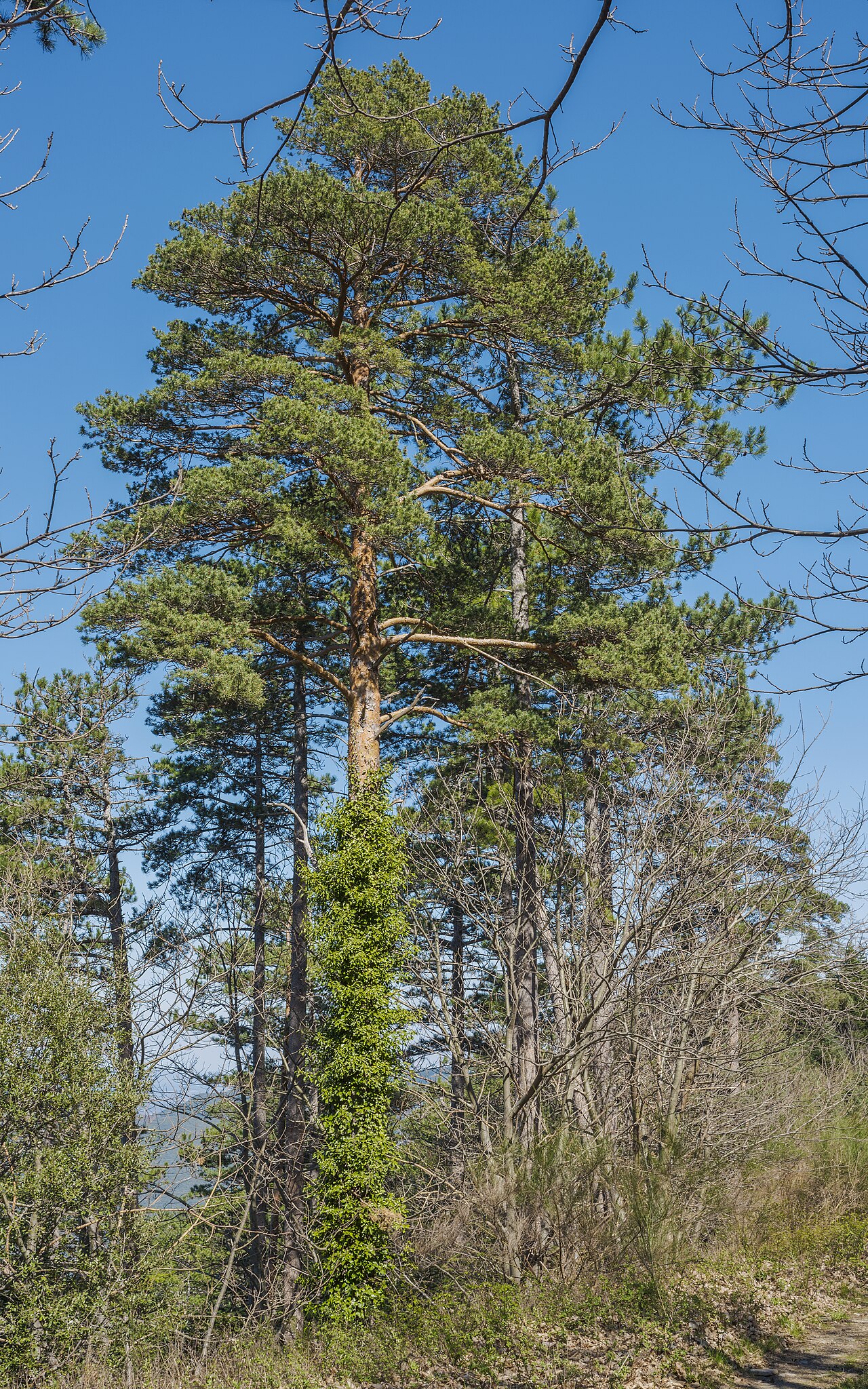 Pinus pinaster