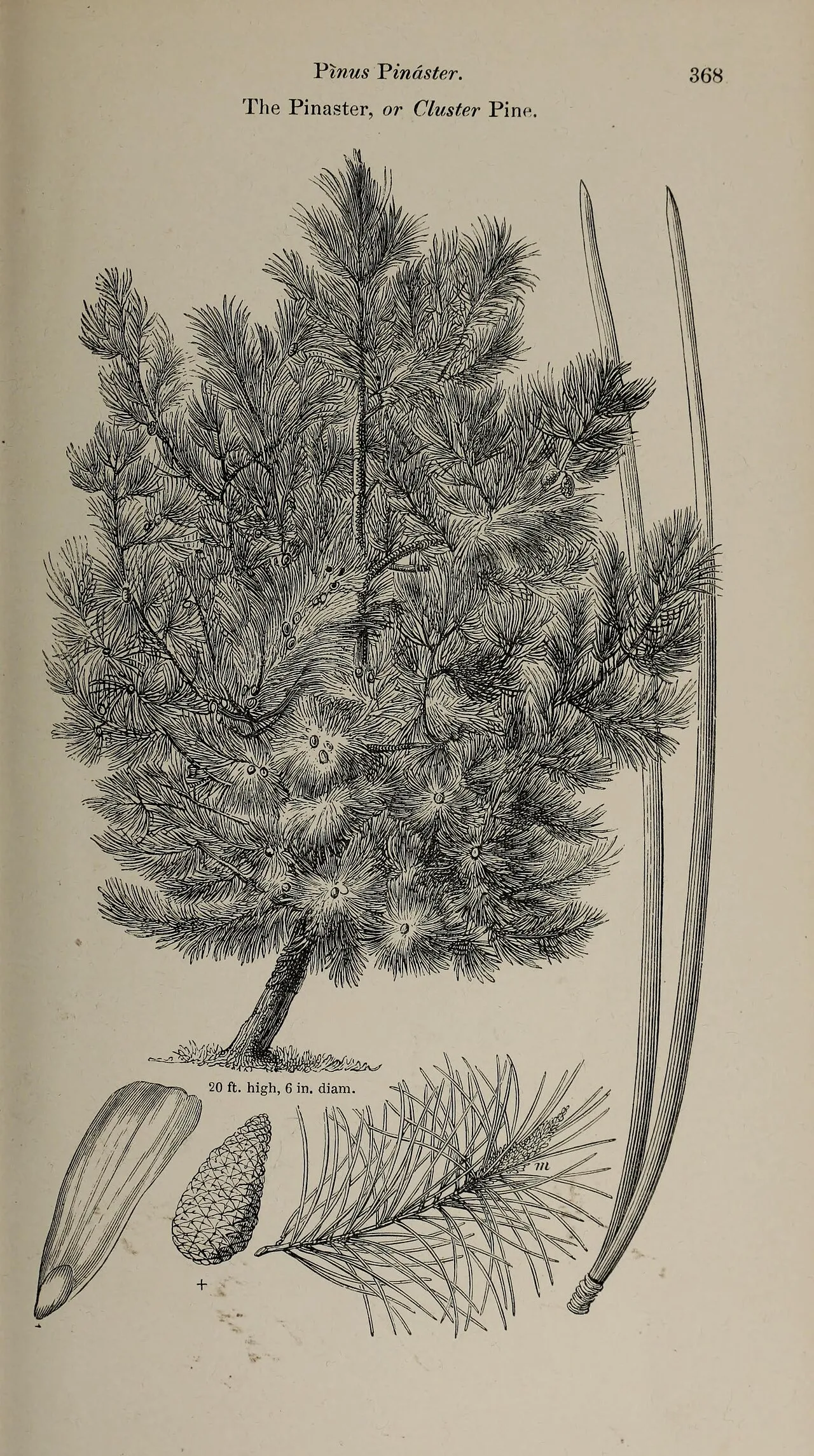 Pinus pinaster