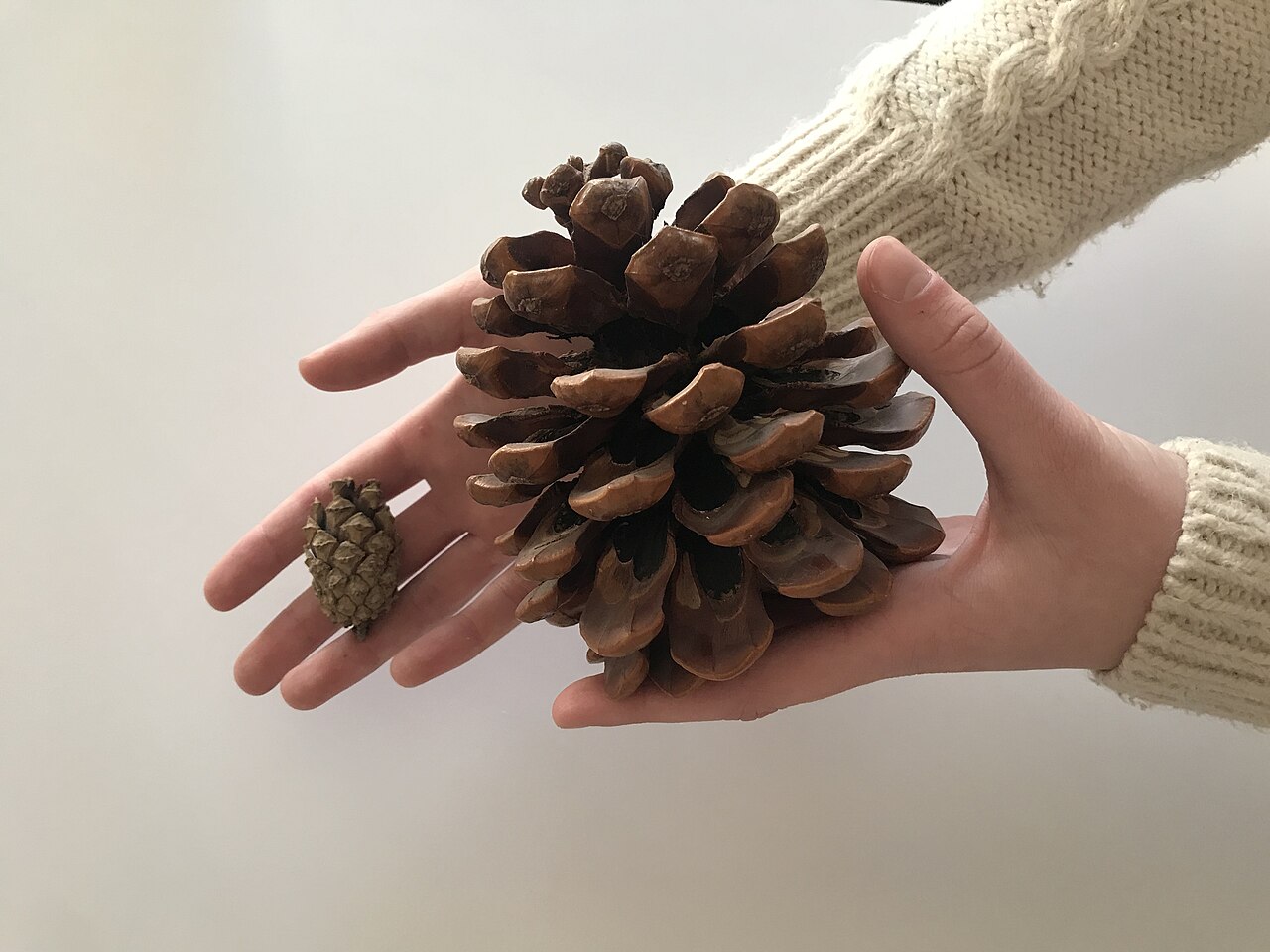 Pinus pinea
