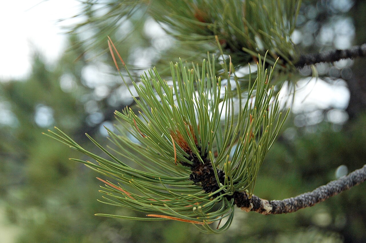 Pinus ponderosa