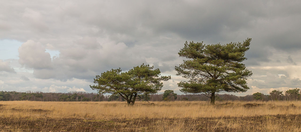 Pinus sylvestris