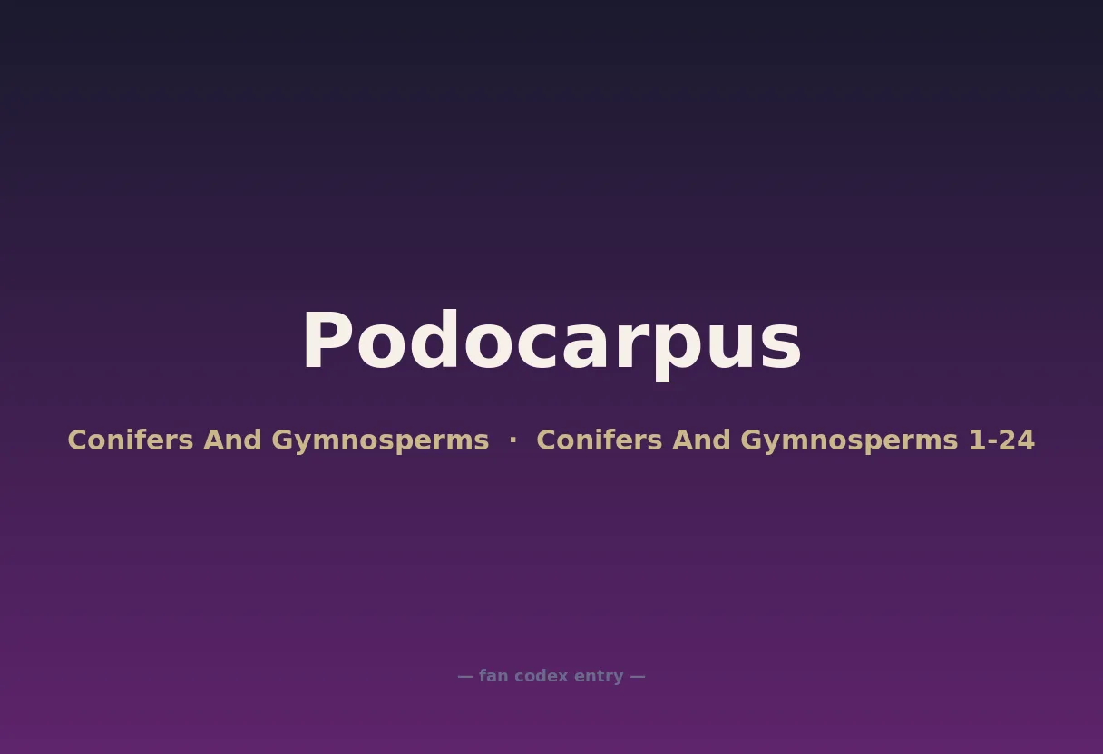 Podocarpus