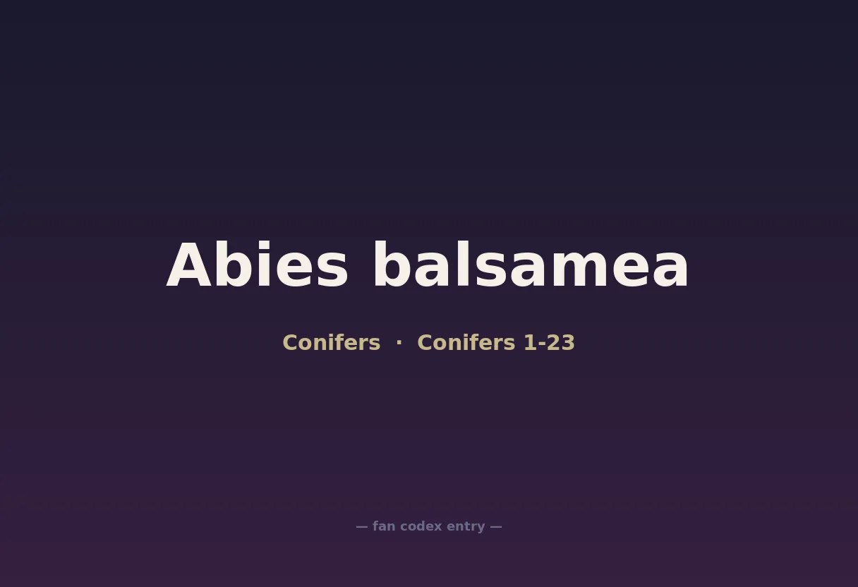 Abies balsamea