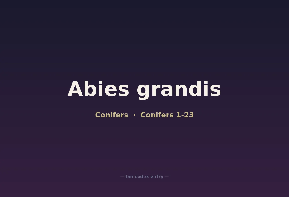 Abies grandis