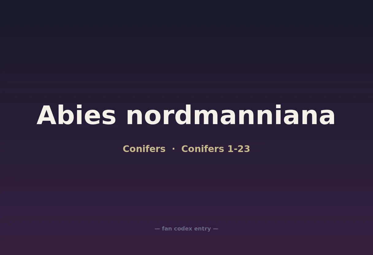 Abies nordmanniana