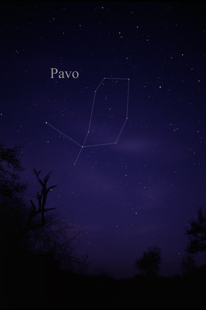 Pavo (constellation)