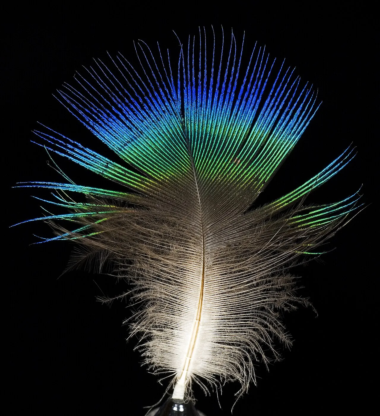 Pavo (constellation)