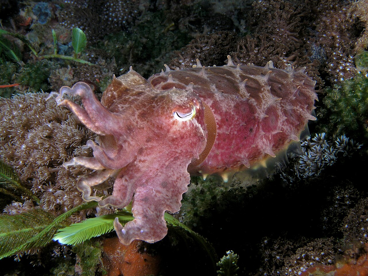 Ascarosepion latimanus (Reef cuttlefish) dark coloration