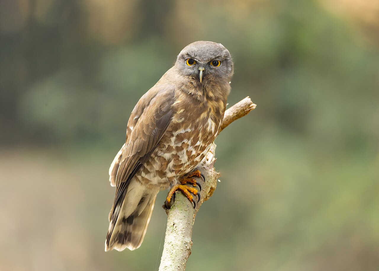Berserk and the Band of the Hawk