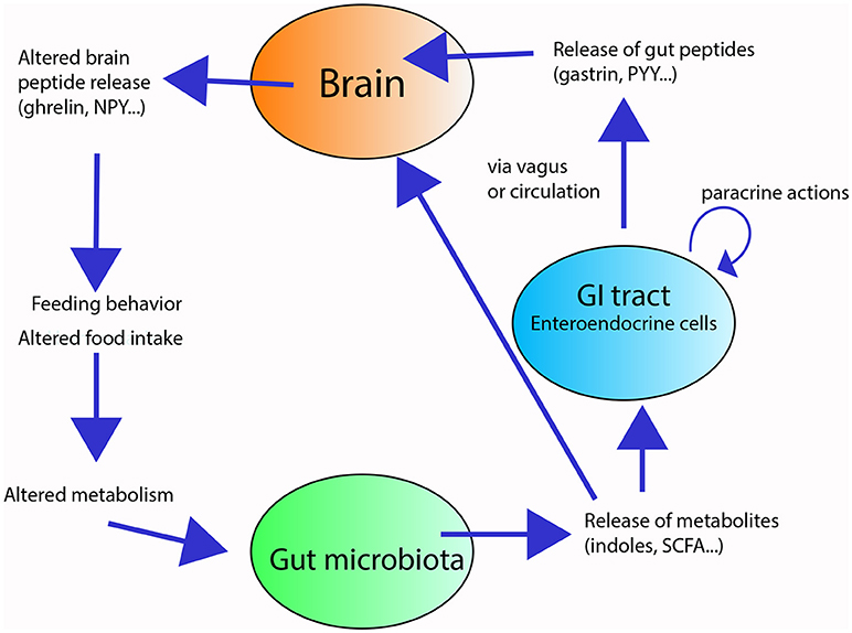 Brain microbiome