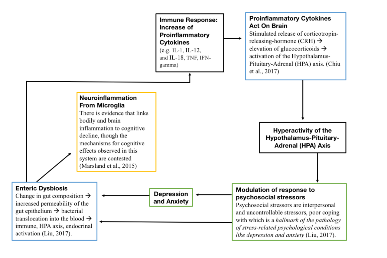 Brain microbiome