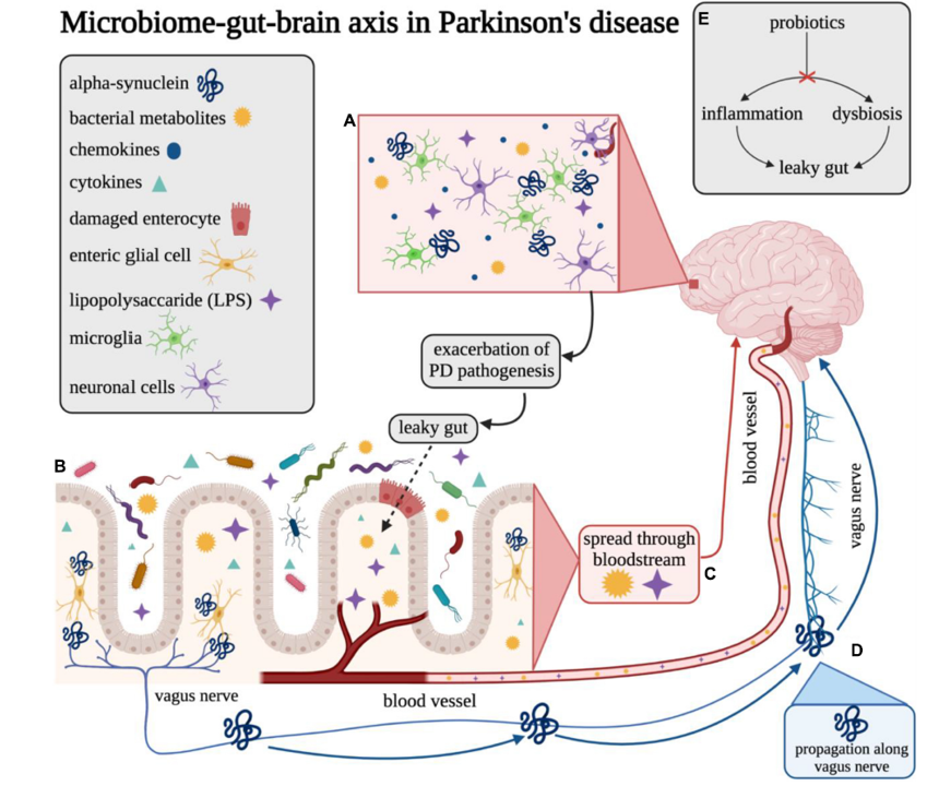 Brain microbiome