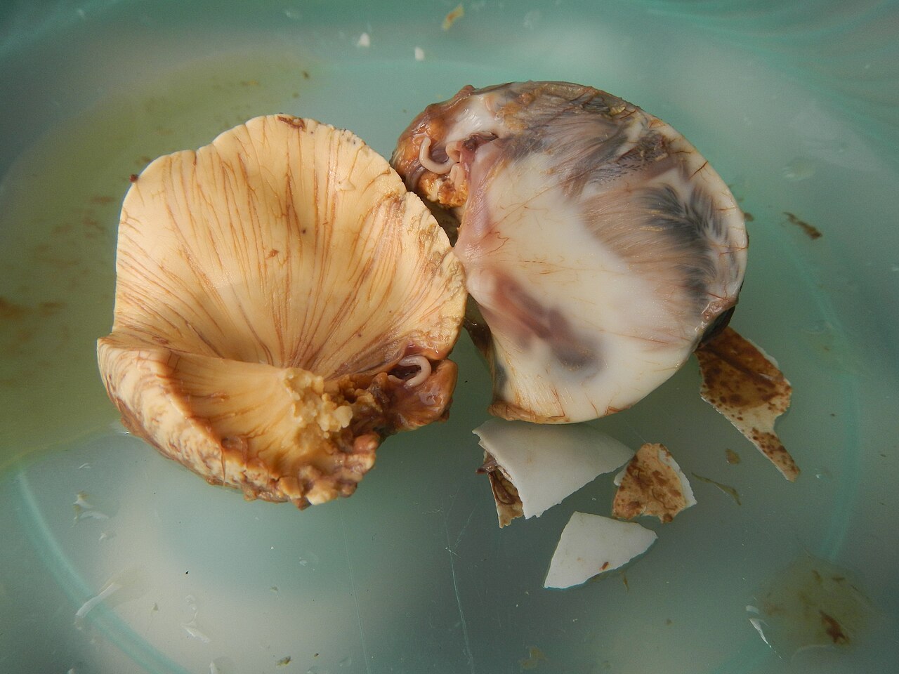 Balut (game)