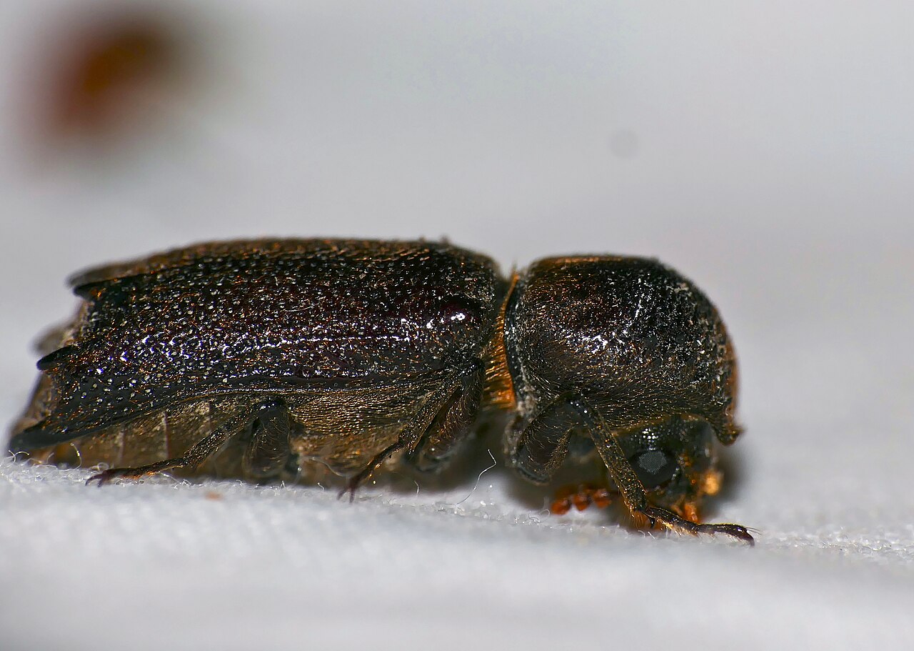 Beetle (game)