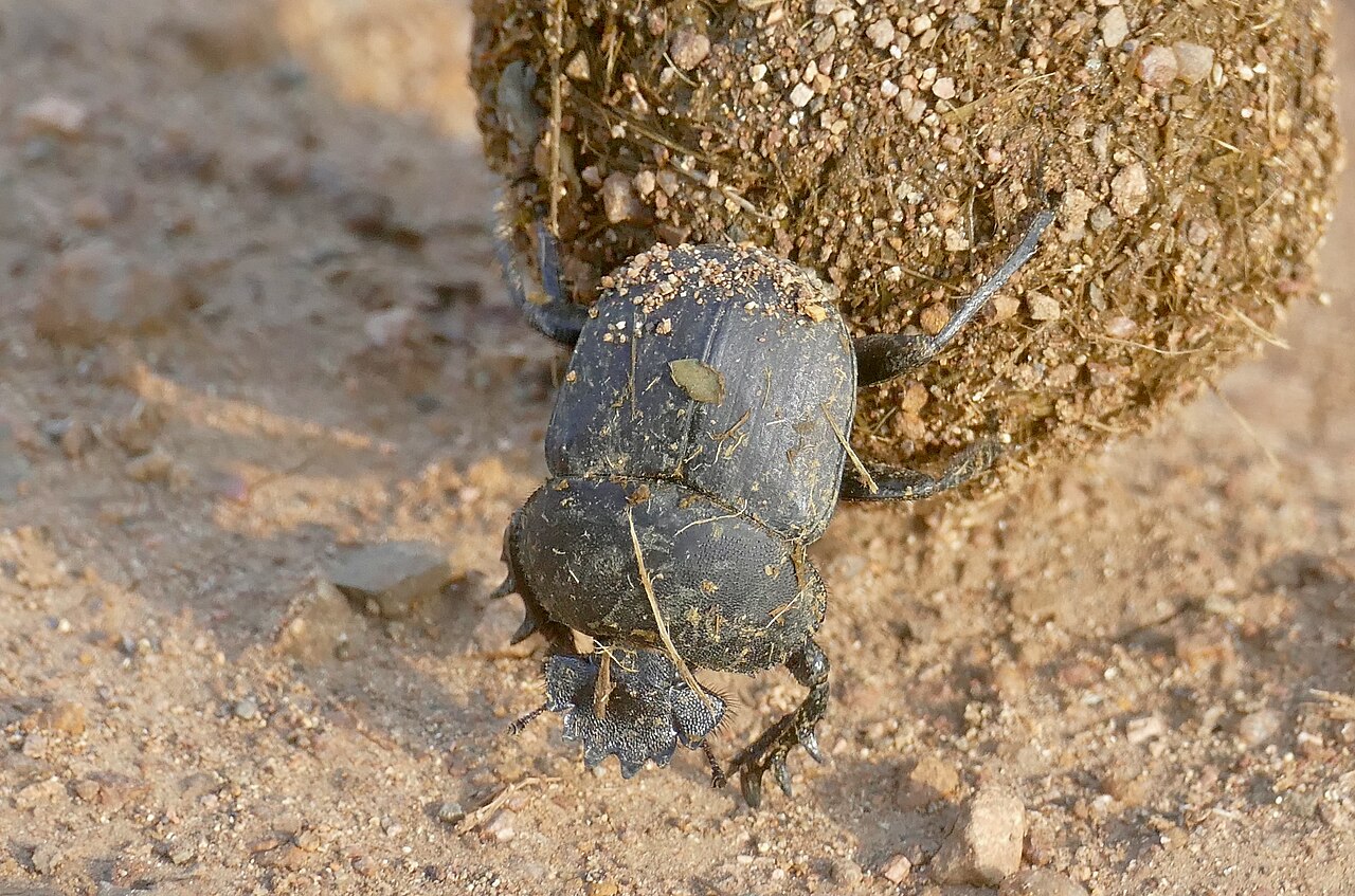 Beetle (game)