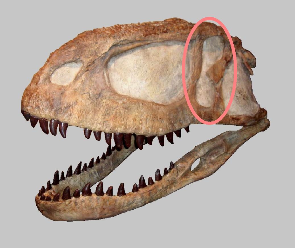 Abelisaurus