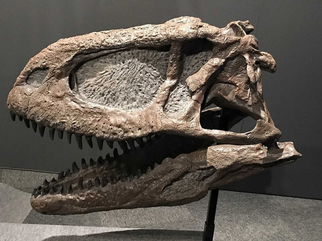 Abelisaurus