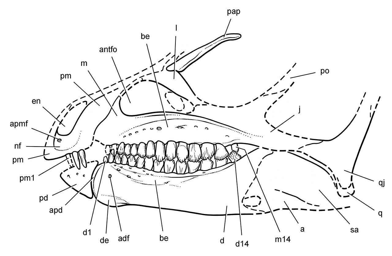 Abrictosaurus