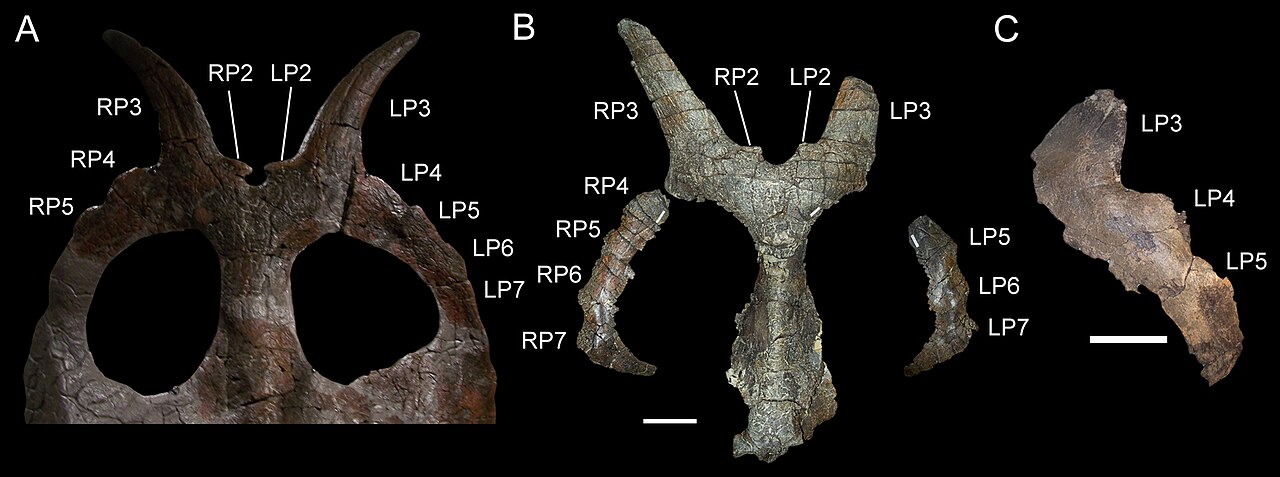 Achelousaurus