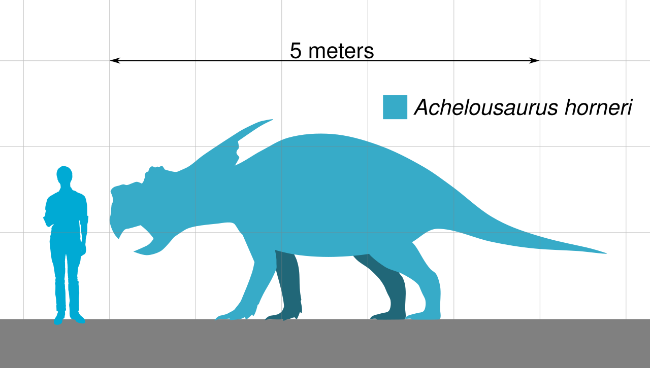 Achelousaurus