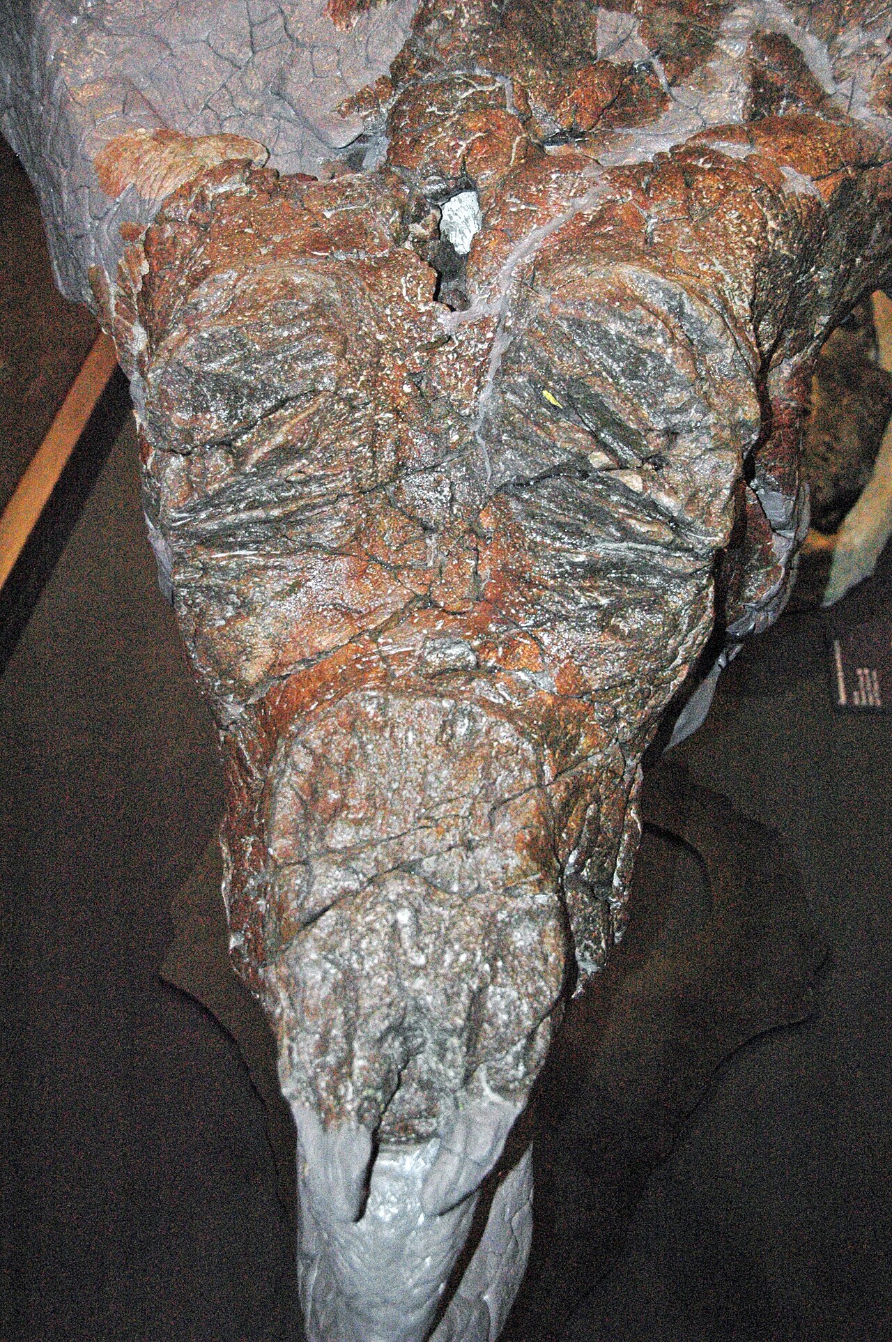 Achelousaurus