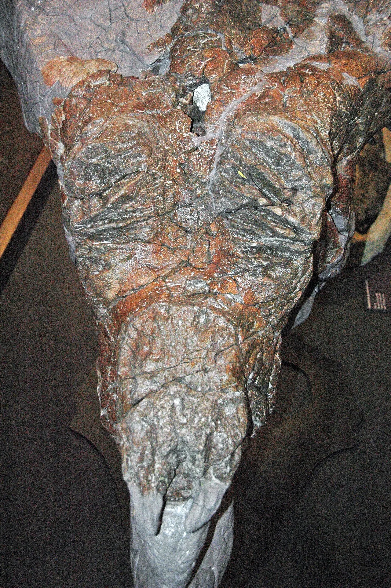 Achelousaurus
