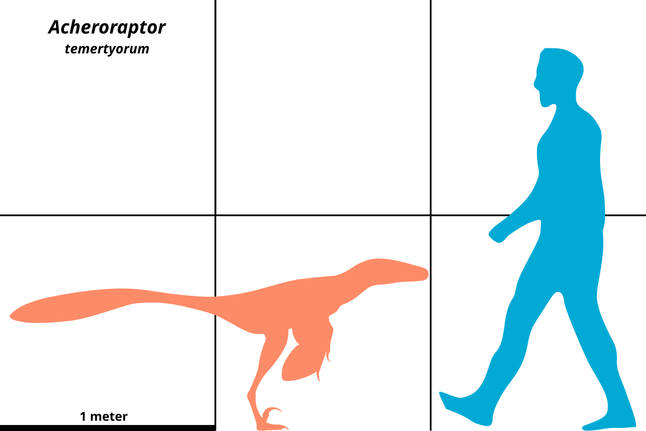Acheroraptor