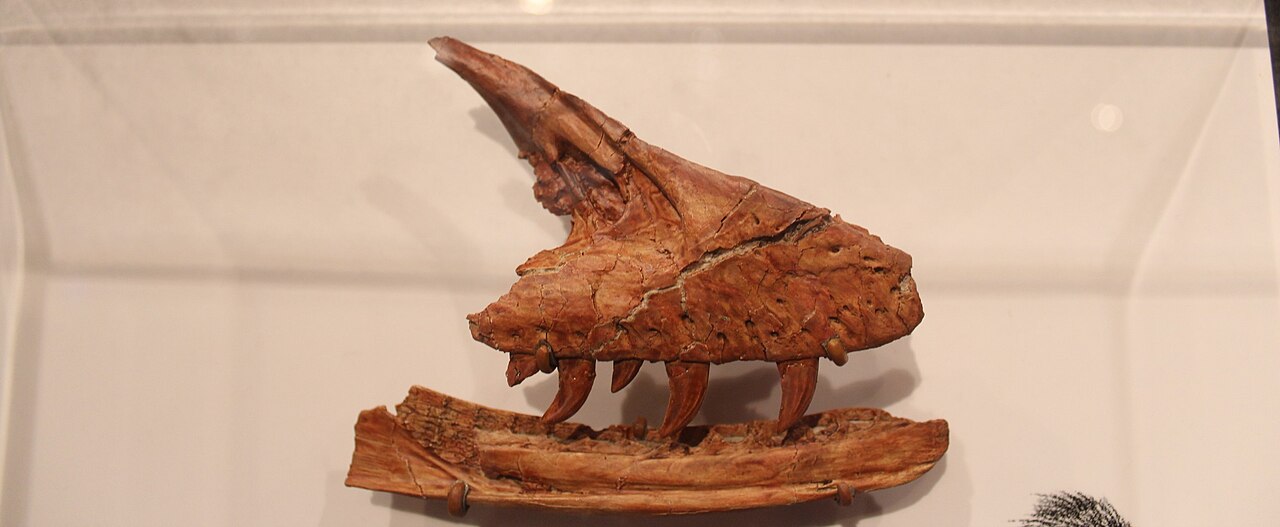 Acheroraptor